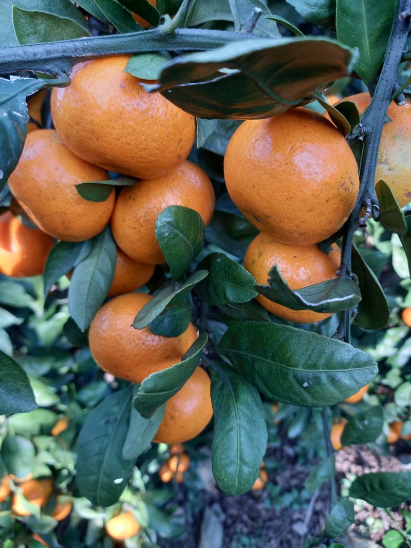 부금리(금강농원)님의 장터 판매 상품 [조생귤  혼합과 10키로] 첨부 사진