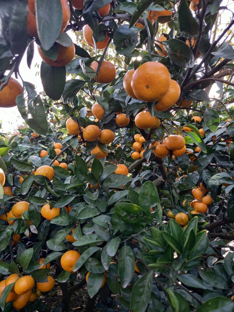 부금리(금강농원)님의 장터 판매 상품 [조생귤  혼합과 10키로] 첨부 사진