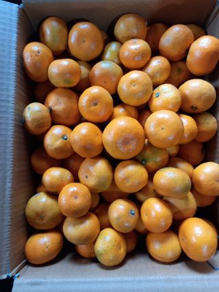 부금리(금강농원)님의 작성글 사진