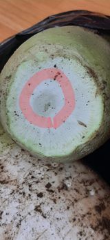 팜모닝 배추·병해충상담 게시글 이미지