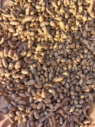 김경란님의 오늘 어떤 농작업하셨나요? · 참여글 작성글 사진