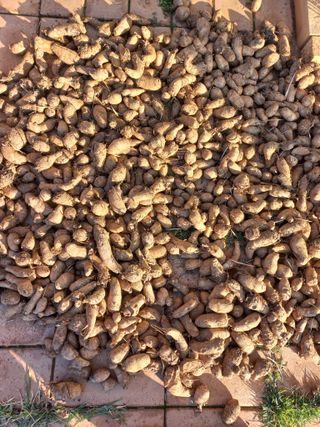 김경란님의 오늘 어떤 농작업하셨나요? · 참여글 작성글 사진