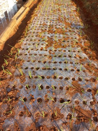 김경란님의 오늘 어떤 농작업하셨나요? · 참여글 작성글 사진