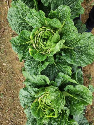 김인수님의 배추 · 병해충상담 작성글 사진