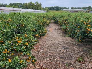 김형철님의 오늘 어떤 농작업하셨나요? · 참여글 작성글 사진