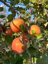 팜모닝 사과·일상 게시글 이미지