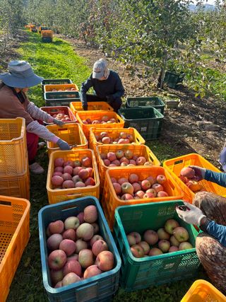 김성미님의 사과 · 일상 작성글 사진
