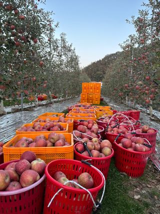 김성미님의 사과 · 일상 작성글 사진