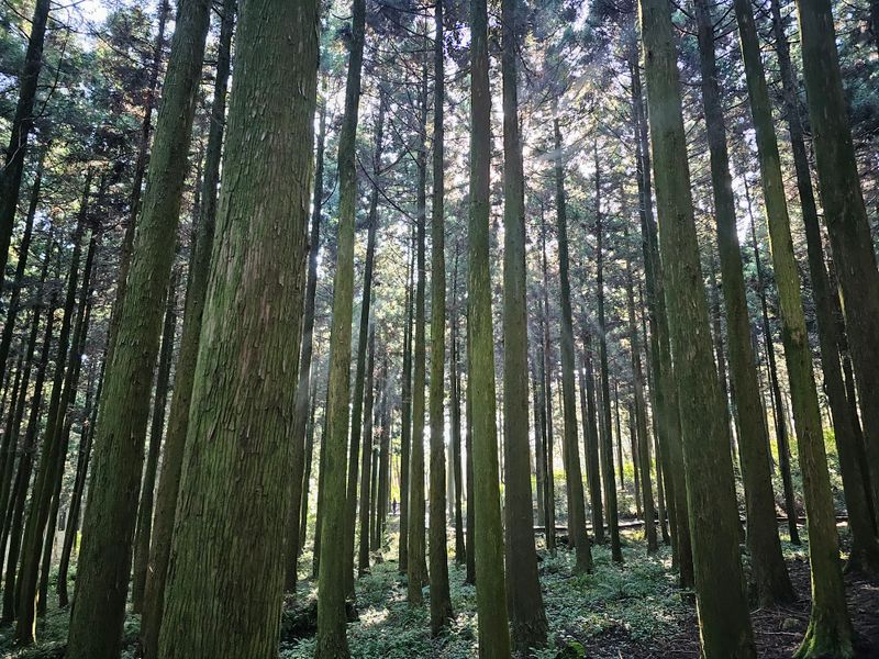 장터 상품 [들깨5kg  65000원] 썸네일