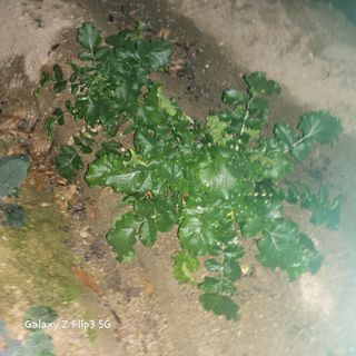 장유경만점자님의 오늘 어떤 농작업하셨나요? · 참여글 작성글 사진