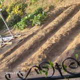 팜모닝 오늘 어떤 농작업하셨나요?·참여글 게시글 이미지