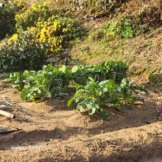 장유경만점자님의 오늘 어떤 농작업하셨나요? · 참여글 작성글 사진