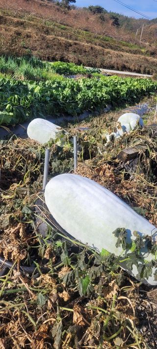 정명숙 님의 오늘 어떤 농작업하셨나요? · 참여글 작성글 사진