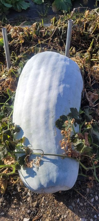 정명숙 님의 오늘 어떤 농작업하셨나요? · 참여글 작성글 사진