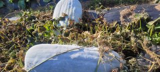 정명숙 님의 오늘 어떤 농작업하셨나요? · 참여글 작성글 사진