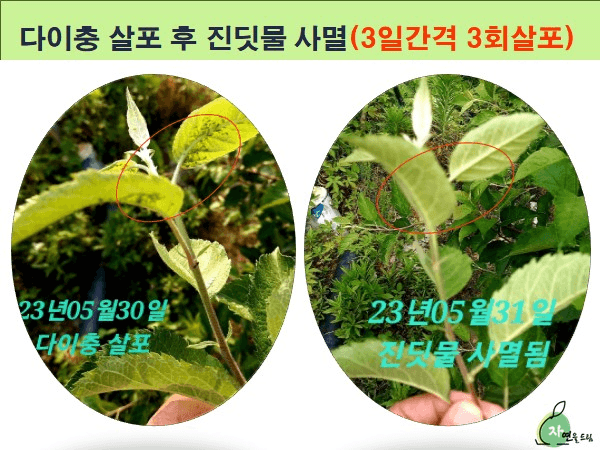 김둘점님의 장터 판매 상품 [미르몰(몰약비료)10리터] 첨부 사진