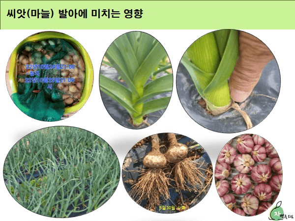 김둘점님의 장터 판매 상품 [미르몰(몰약비료)10리터] 첨부 사진