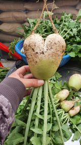 팜모닝 배추·수확 게시글 이미지