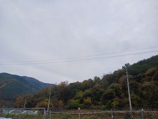 이상애초보농업님의 배추 · 일상 작성글 사진