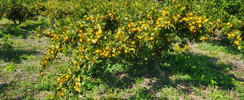 장터 상품 [저 농약귤 10Kg] 썸네일