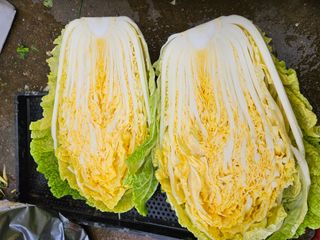 공심채님의 오늘 어떤 농작업하셨나요? · 참여글 작성글 사진