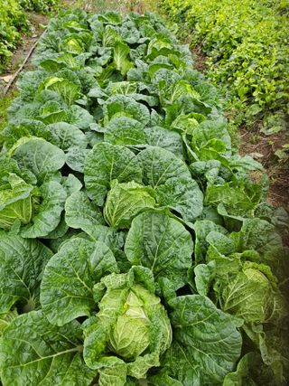 공심채님의 오늘 어떤 농작업하셨나요? · 참여글 작성글 사진