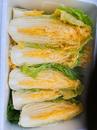 공심채님의 오늘 어떤 농작업하셨나요? · 참여글 작성글 사진