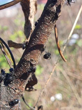솟바리님의 기타작물 · 병해충상담 작성글 사진