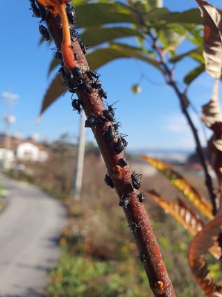 솟바리님의 기타작물 · 병해충상담 작성글 사진