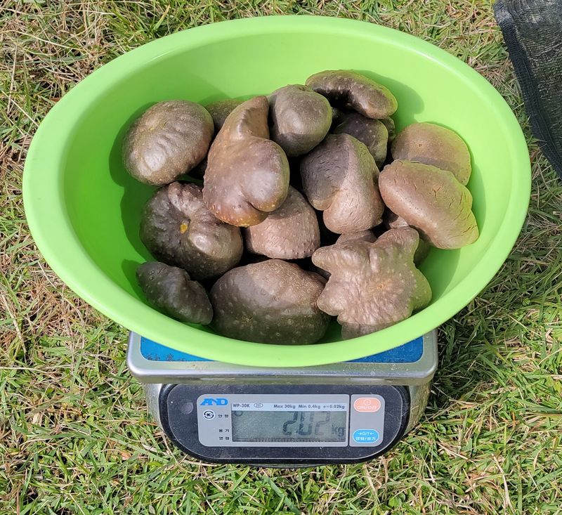 장터 상품 [하늘마(열매마) 판매 완료 ■₩5,000/kg] 썸네일