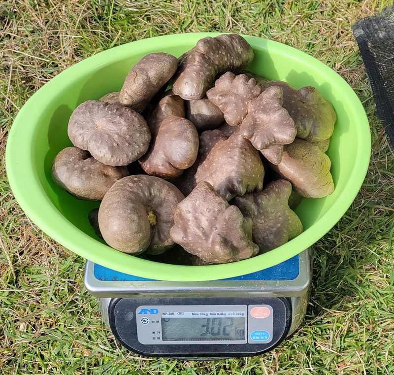 김중언님의 장터 판매 상품 [하늘마(열매마) 판매 완료 ■₩5,000/kg] 첨부 사진