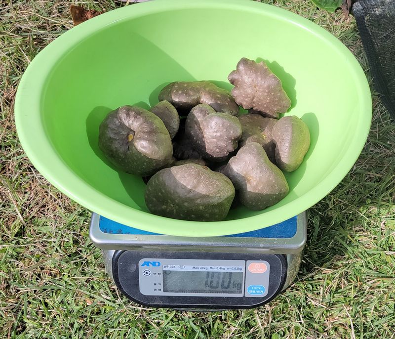 김중언님의 장터 판매 상품 [하늘마(열매마) 판매 완료 ■₩5,000/kg] 첨부 사진