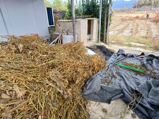 시골을사랑하는경희님의 오늘 어떤 농작업하셨나요? · 참여글 작성글 사진