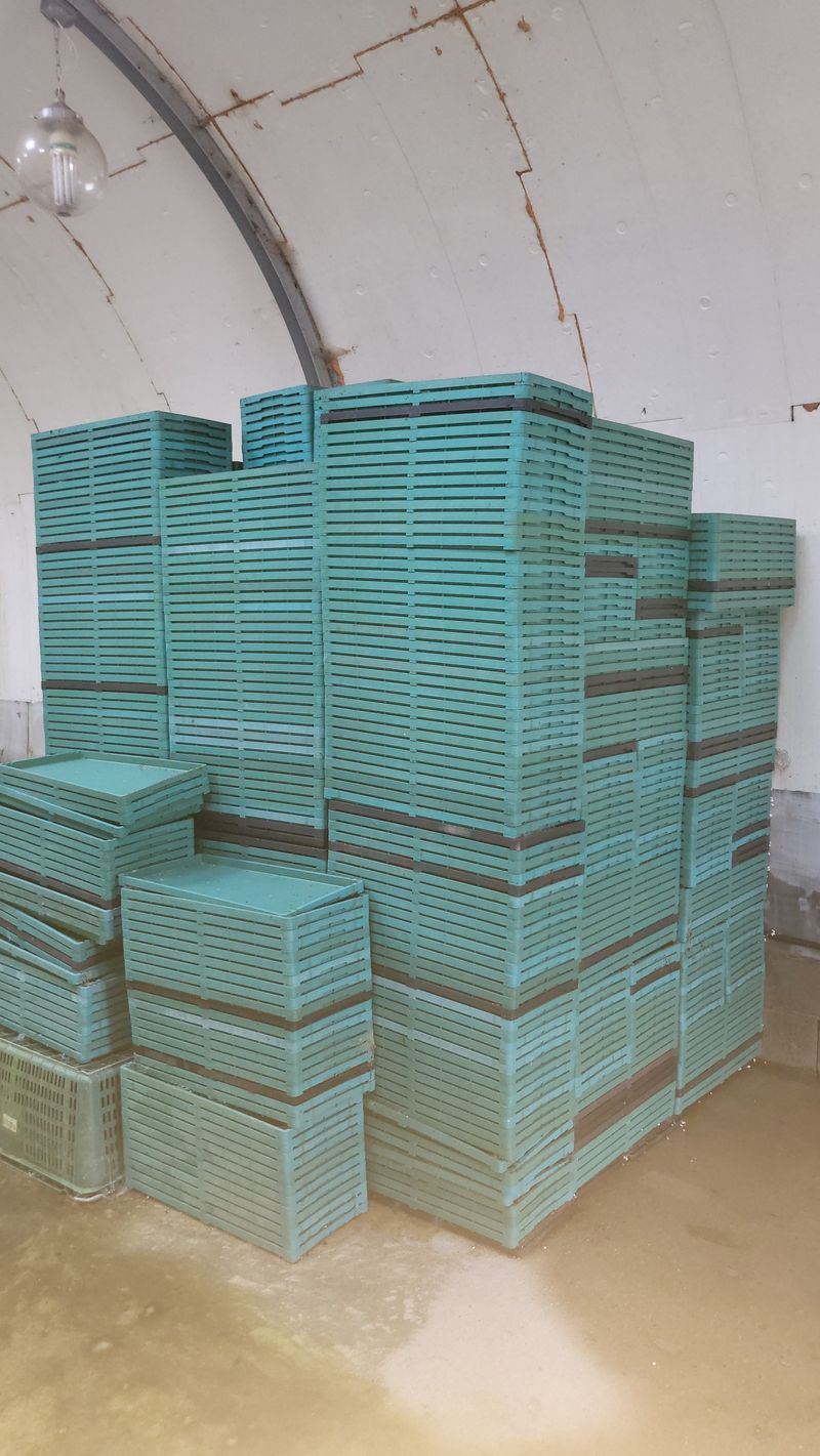 장터 상품 [벼 모판  팔아요~~] 썸네일