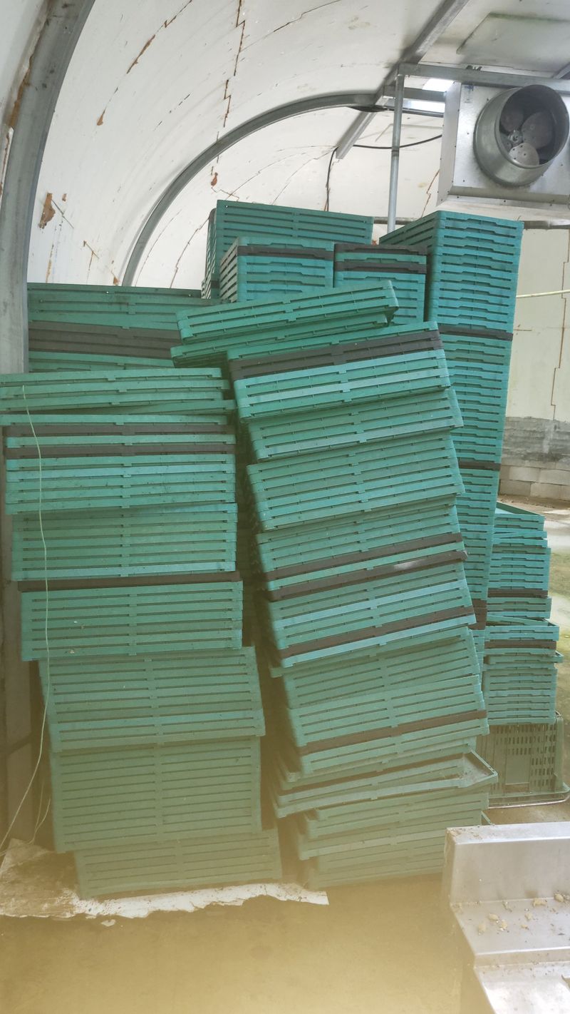 박종선님의 장터 판매 상품 [벼 모판  팔아요~~] 첨부 사진