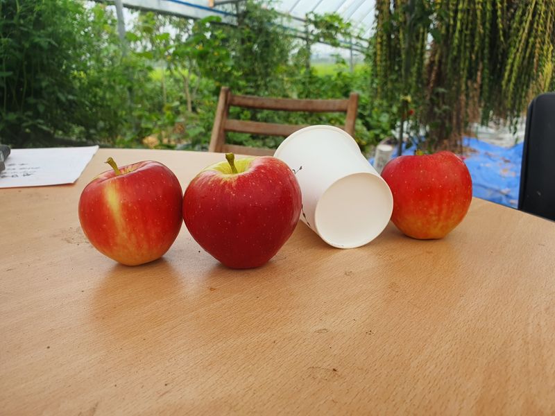 오대원님의 장터 판매 상품 [미니사과 루비에스 블랙베리 왜성호두 판매합니다 ] 첨부 사진