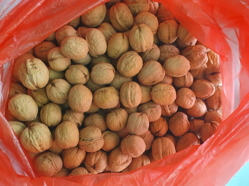 오대원님의 장터 판매 상품 [미니사과 루비에스 블랙베리 왜성호두 판매합니다 ] 첨부 사진