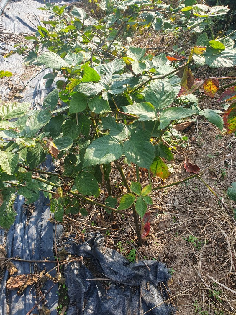 오대원님의 장터 판매 상품 [미니사과 루비에스 블랙베리 왜성호두 판매합니다 ] 첨부 사진