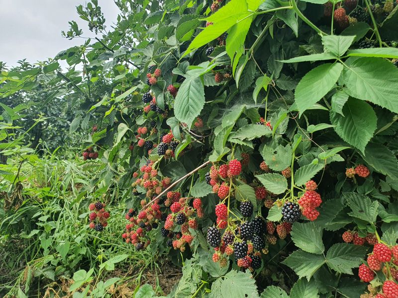 오대원님의 장터 판매 상품 [미니사과 루비에스 블랙베리 왜성호두 판매합니다 ] 첨부 사진