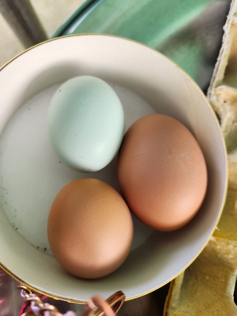 호박13997님의 장터 판매 상품 [유정난 5천원청계 백봉8천원  있습니다 ] 첨부 사진