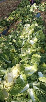 팜모닝 오늘 어떤 농작업하셨나요?·참여글 게시글 이미지