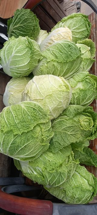 장만월님의 오늘 어떤 농작업하셨나요? · 참여글 작성글 사진