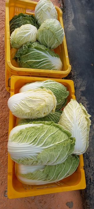 장만월님의 오늘 어떤 농작업하셨나요? · 참여글 작성글 사진