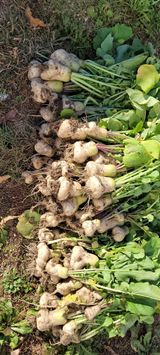 팜모닝 오늘 어떤 농작업하셨나요?·참여글 게시글 이미지