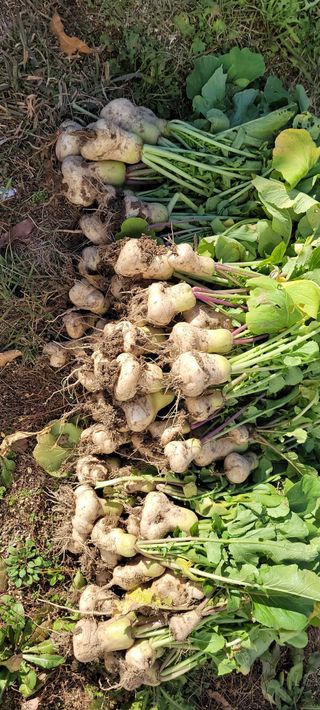 김정은님의 오늘 어떤 농작업하셨나요? · 참여글 작성글 사진