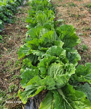 문보의하루님의 배추 · 수확 작성글 사진