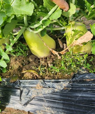 문보의하루님의 배추 · 수확 작성글 사진