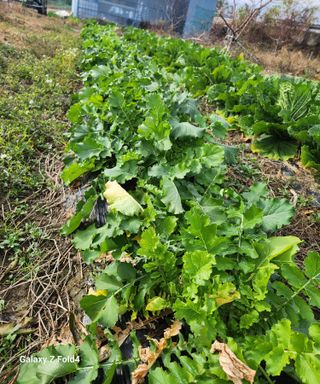 문보의하루님의 배추 · 수확 작성글 사진