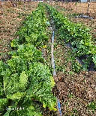 문보의하루님의 배추 · 수확 작성글 사진