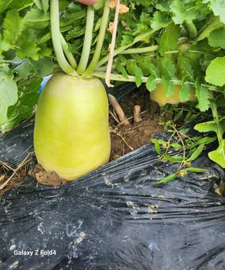 문보의하루님의 배추 · 수확 작성글 사진